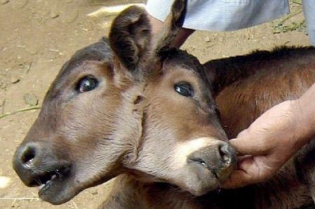 chernobyl-disaster-effects-on-animals